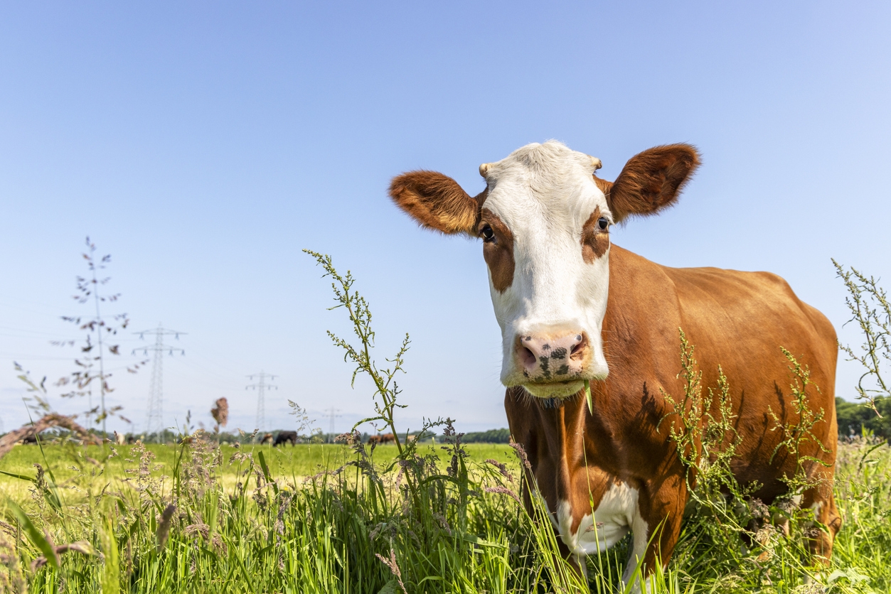 vache